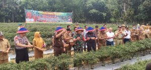 Dandim 0416/Bungo Tebo Dampingi Bupati Panen Cabai