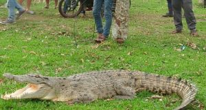 Buaya Muara Masuk ke Permukiman Warga