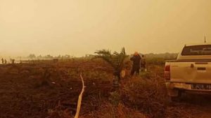 Polisi Tetapkan Sembilan Perusahaan Sebagai Tersangka Kebakaran Hutan