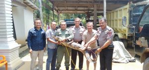 Seekor Buaya Tangkapan Warga, Diserahkan Polsek Rimbo Ulu Ke BKSDA Jambi