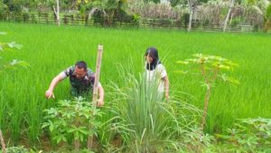 Babinsa Sertu Alfikri Bantu Cabut Rumput di Sawah Petani