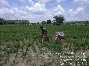 Babinsa Koramil 06/Muara Bungo Bantu Bersihkan Rumput Liar di Sawah