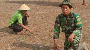 Babinsa Koramil 06/Muara Bungo Cek Perkembangan Tanaman Jagung