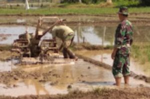 Babinsa Koramil 02/Tanah Tumbuh Bantu Garap Sawah Warga