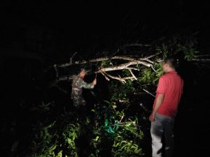 Babinsa Sertu Irwantoni, Bersihkan Pohon Tumbang di Rantau Pandan