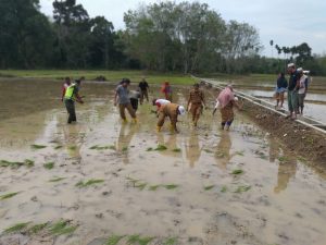 Wakili Danramil 01/RP, Babinsa Ikut Tanam Padi Serentak Bersama Dinas TPHBun