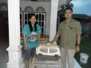 Warga Sarolangun Serahkan Kukang ke BKSDA Jambi