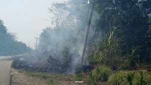 Kabel PLN Korsleting, Nyaris Membakar Kebun Karet Warga