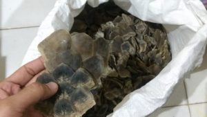 Hendak Transaksi, Penjual Sisik Trenggiling Diamankan Tim BKSDA Jambi