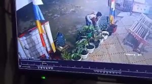 Aksi Pencuri Tanaman Hias di Bungo Terekam CCTV