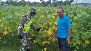 Beri Motivasi, Babinsa Kopda DE Limbong Dampingi Petani Lemon