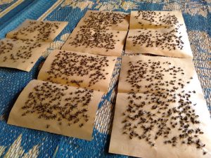 Warga Dwi Karya Bakti Resah, Ribuan Lalat Masuk Rumah