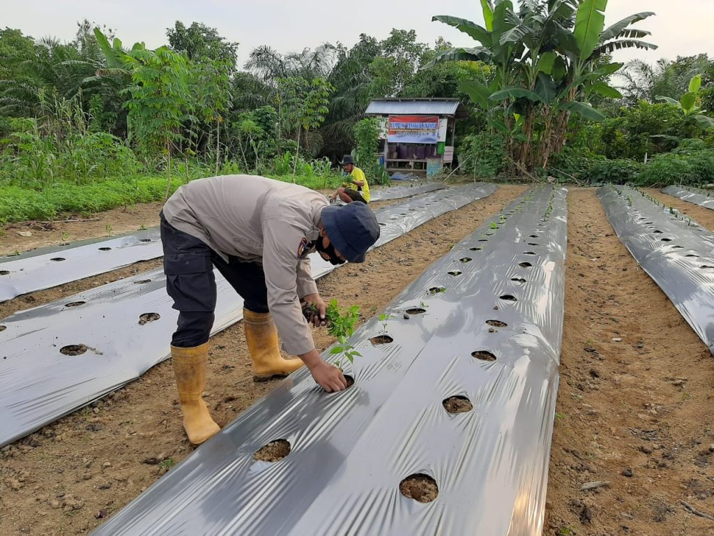 Geliat Kampung Tangguh, BKTM Aipda Dadan Tanam Ribuan Pohon Cabai