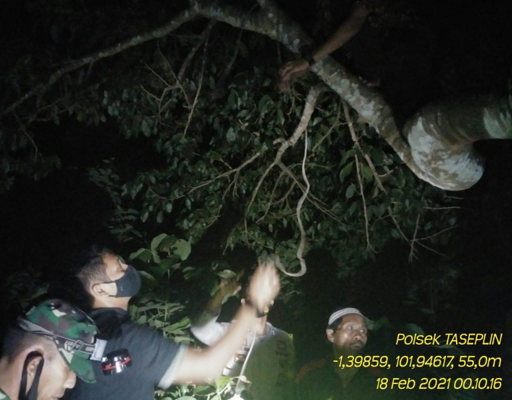 Kakek di Bungo Kaget, Temukan Cucunya Tewas di Pohon Jengkol