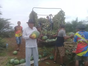 Tanam Semangka di Kebun Sawit, H M. Thohir Panen Perdana 50 Ton