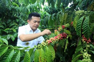 Al Haris: Kopi Robusta Merangin Sudah Bersertifikat