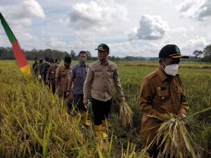 Bupati Tebo dan Rombongan Panen Raya Padi Sawah di Malako Intan