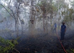 Breaking News…Puluhan Hektar Kebun Karet Warga Wirotho Agung Terbakar