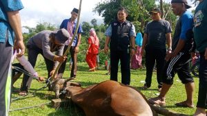 ACT Gandeng JOIN Bungo, Salurkan Hewan Kurban di Dusun Buat