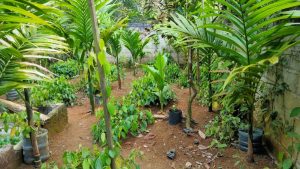 Di Tengah Pandemi Pemuda Pedesaan Tak Malu Berkarya Disektor Pertanian