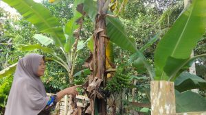 Fenomena Alam Pisang Manis Berbuah di Batang