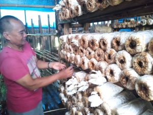 Petani Jamur Tiram di Bungo Mengeluh, Akibat Hama Omzet Menurun