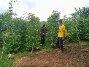 Babinsa Poniman Motivasi Petani, Lahan Sawit Muda Ditanami Tumpang Sari