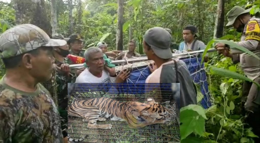 Terkam Warga Merangin, Harimau Betina Masuk Perangkap di Desa Air Batu