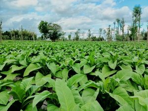 Berpihak kepada Petani, APTI Lotim Minta Perda Tembakau Direvisi