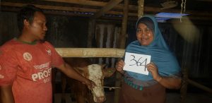 Sempat Tertunda, Sapi Eksotik Akhirnya Di Diatribusikan