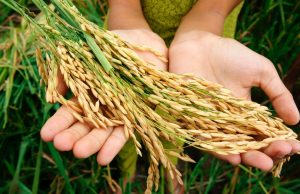 Menghidupkan Ketahanan Pangan Indonesia dengan memperhatikan Kesejahteraan Petani