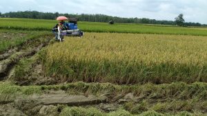 Petani Sawah Sari Mulya Keluhkan Hama Wereng