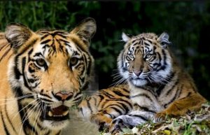 Dua Harimau Muncul di Kumpeh Ilir, Warga Ngaku Cemas