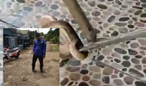 Ular Cobra Masuk Rumah Warga di Bukit Baling, Damkar Lakukan Evakuasi