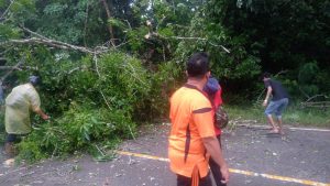 Hujan Deras Disertai Angin Kencang Pohon Tumbang ke Jalan