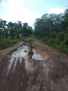 Protes Jalan Rusak, Warga Mudung Darat Tanam Pohon Sawit dan Pisang