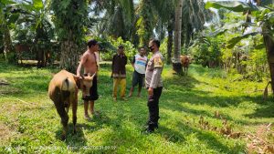 Penyakit Mulut dan Kuku Sapi, Waspada Sapi Masuk dari Luar Provinsi