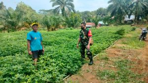 Dukung Ketahanan Pangan, Sertu Ishak Motivasi Poktan Utama Rimbo Mulyo