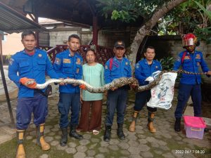 Ular Piton Serang Kandang Ayam Milik Kadisdik Tebo