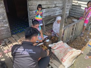 Harga Pinang Anjlok Petani Hanya Pasrah
