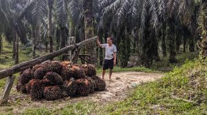 Harga Sawit Makin Anjlok, Petani di Muaro Jambi Menjerit