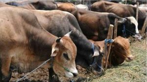 Kadis Bunnakan Tebo,  Sebut 542 Ekor Hewan Kurban Steril