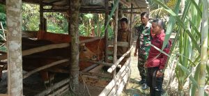 Cegah Virus PMK, Koptu Teguh Nugro Dampingi Petugas Vaksinasi Sapi