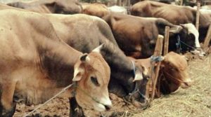 17 Ekor Sapi di Masjid Mutthatahirin, Siap Disembelih Pada Idul Adha 1443 H