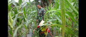 Wujudkan Ketahanan Pangan, Babinsa Sukarman Motivasi Petani Jagung