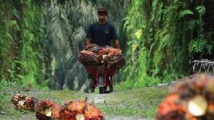 Harga TBS di Provinsi Jambi Alami Penurunan