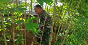 Motivasi Warga Ketahanan Pangan, Serka Sukarman Tanam Singkong