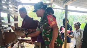 Babinsa Syaipul Dampingi Petugas, Vaksinasi Sapi Cegah Virus PMK