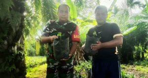 Babinsa Rex Harmodi Ajak Warga Tanam Cabai di Pekarangan Rumah