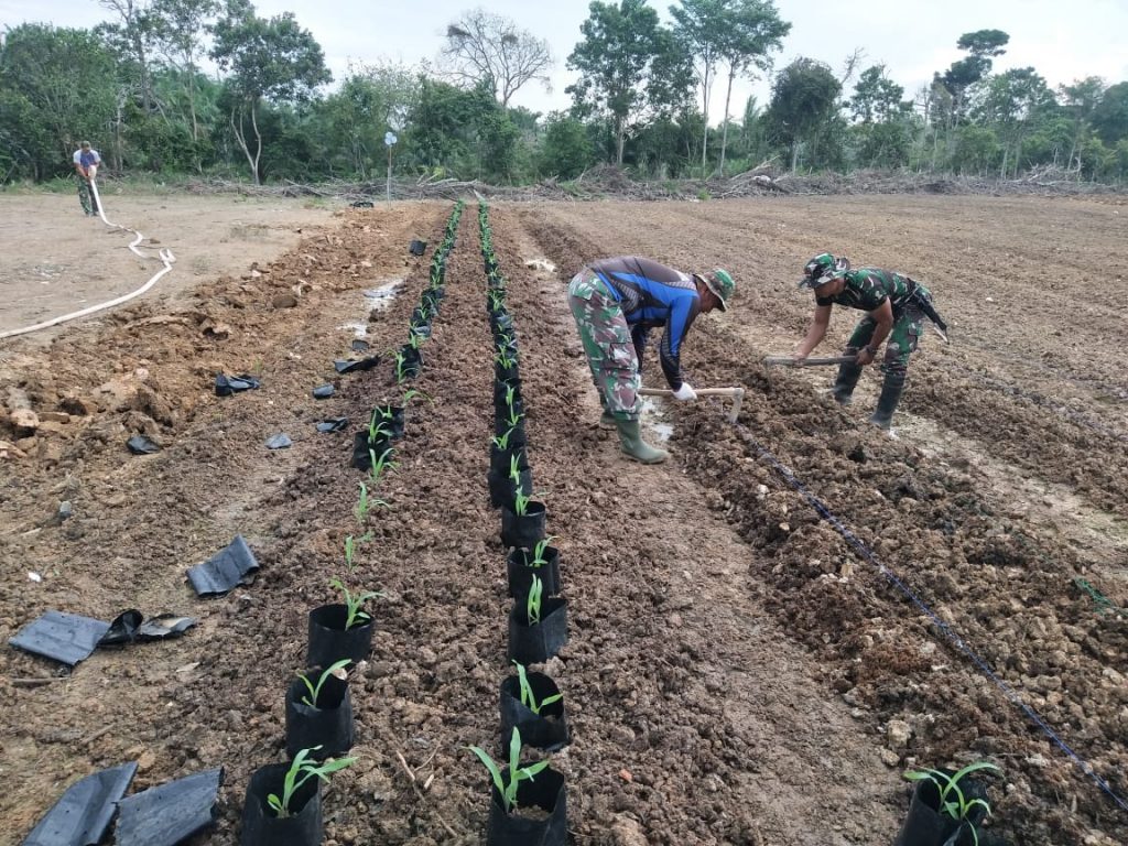 Babinsa Sertu Daryono, Tanam Jagung di Lokasi Kompi B yonif Raider 142/KJ